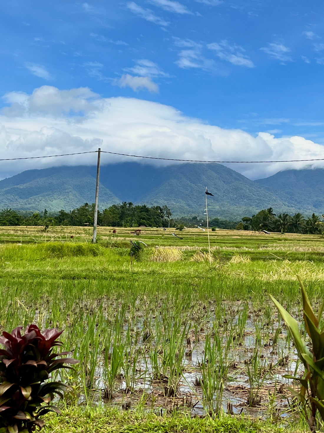 Bali en de beste reistijd