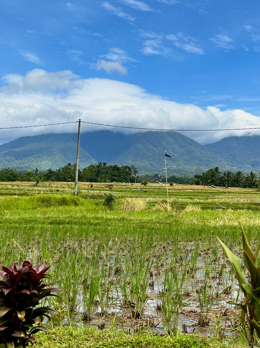 Bali en de beste reistijd
